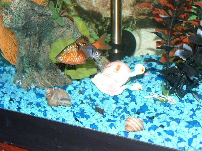 freshwater fish - megalamphodus megalopterus - black phantom tetra stocking in 30 gallons tank - Here you can see my Black Phantom Tetra Hanging out closley with my Rosey Barb.