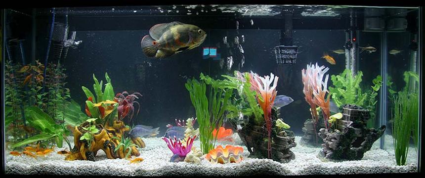 Rated #234: 55 Gallons Freshwater Fish Tank - Walmart 55 Gallon