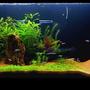 52 gallons planted tank (mostly live plants and fish) - 2 months