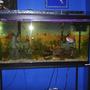 90 gallons freshwater fish tank (mostly fish and non-living decorations) - Front on view of my 90 Gallon tank.