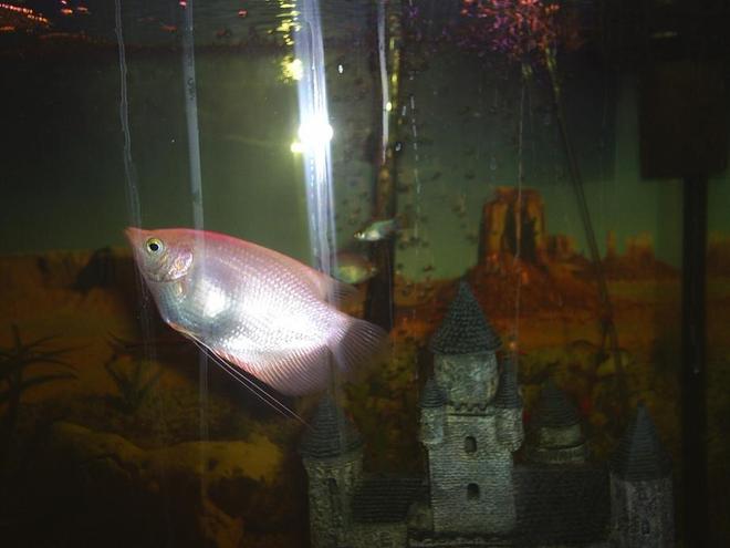 freshwater fish - helostoma temmincki - kissing gourami stocking in 90 gallons tank - Pink Kissing Gourami
