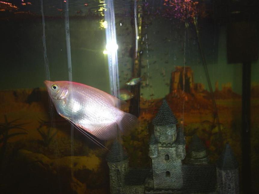 Rated #150: Freshwater Fish - Helostoma Temmincki - Kissing Gourami Stocking In 90 Gallons Tank - Pink Kissing Gourami