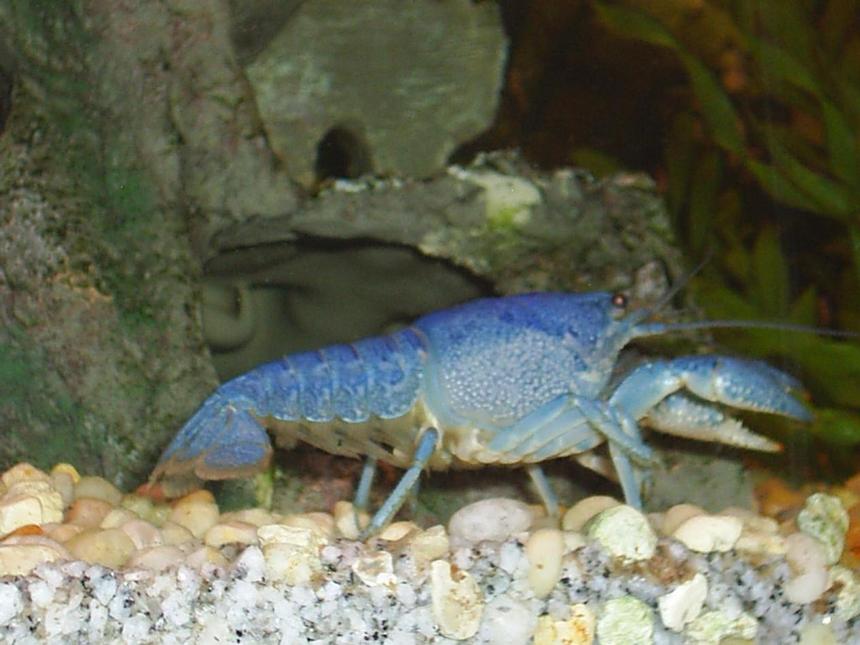 Rated #52: Corals Inverts - Procambarus Sp. - Hammers Cobalt Blue Lobster Stocking In 90 Gallons Tank - Blue Lobster.  Eventhough it's technically a crayfish because it's freshwater.  Still a very vibrant coloured creature.