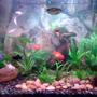 40 gallons freshwater fish tank (mostly fish and non-living decorations) - 40 GALONS TANK