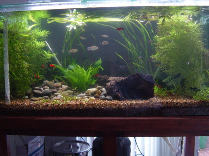 Rated #120: 120 Gallons Planted Tank - Just a basic set up at this stage. Later on once the aquarium settles in properly, shall fully plant out the tank for hiding spots for the fry.