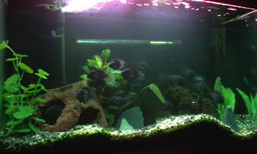 Rated #185: 20 Gallons Freshwater Fish Tank - My Convict Cichlid tank setup, a breeding pair and about 30 young. one of the adults can be seen in the back left just through the hole in the rock, the pair insist on laying the eggs on the bottom of the filter (not sure why). This makes maintenance more difficult that it should be, as can be seen in the picture the fish have moved the gravel around a lot (it was flat when I first put it in). The tank is mainly beingused until I set up my Rio 400, however I still enjoy keeping this tank and convicts are really interesting fish but very terrotorial, infact the breeding pair killed off another 4 convicts before they bred, however they seem happy with the young in there.

You can see the heater quite clear in the picture however when stood up it cant be seen, I used to have it higher but a couple of fish kept sitting in between it at the top of the water.

The tank bed is a mixture of white stone and black, slowly fading from one to another, this gives a really effectiver tank floor. There are two largish rocks in the tank both with 3 holes each that meet in the middle, and then theres 4 pieces of slate along with a mixture of plants to creating plenty of hiding places for the fish (when ou move sharply they all disappear then all reappear) if there isnt enough room for all the fish to hide then there isnt enough hiding space!

The plants are obviously syntetic to convict keepers as they have a fun habbit of destroying plants for fun.