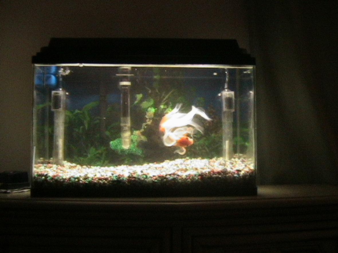 10 gallons freshwater fish tank (mostly fish and non-living decorations) - George, the family pet. He is a 6 year old Fancy tail Gold fish rescued from a pirana owner. He is trained to eat from human hand and likes his belly rubbed.