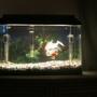 10 gallons freshwater fish tank (mostly fish and non-living decorations) - George, the family pet. He is a 6 year old Fancy tail Gold fish rescued from a pirana owner. He is trained to eat from human hand and likes his belly rubbed.