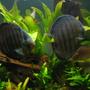 freshwater fish - symphysodon aequifasciata sp. - discus stocking in 55 gallons tank - discus