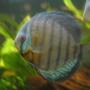 freshwater fish - symphysodon aequifasciata - green discus stocking in 55 gallons tank - discus