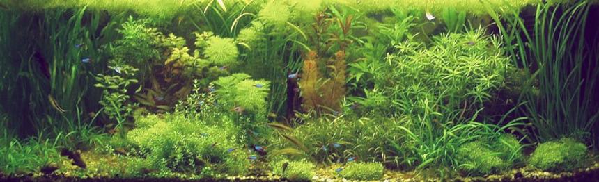 Rated #16: 100 Gallons Planted Tank - My planted aquarium