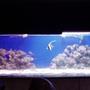 100 gallons saltwater fish tank (mostly fish, little/no live coral) - 120gal