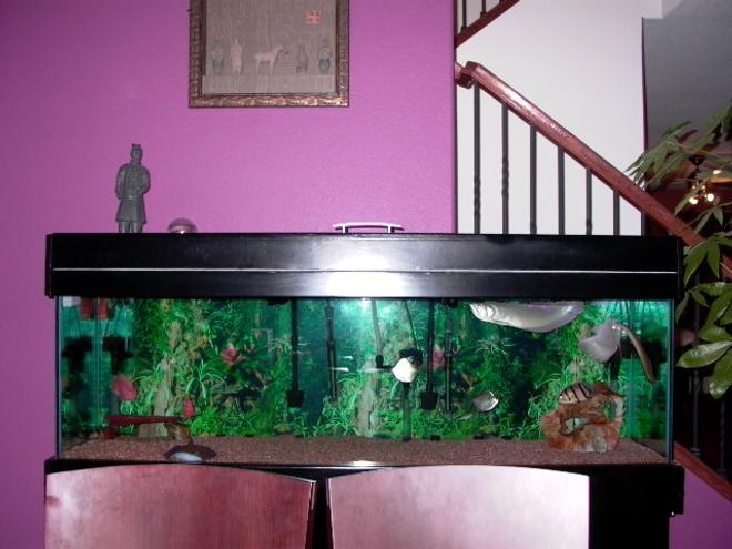 125 gallons freshwater fish tank (mostly fish and non-living decorations) - my tanks I mad the canopy my self = )