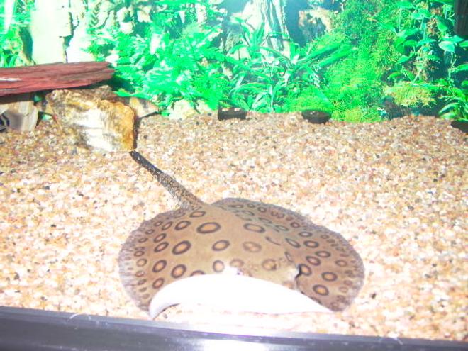 saltwater fish - taeniura lymma - blue dot stingray stocking in 125 gallons tank - motoro sting ray