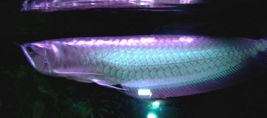Rated #25: Freshwater Fish - Osteoglossum Bicirrhosum - Silver Arowana Stocking In 125 Gallons Tank - my silver arowana showing its colors