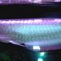 freshwater fish - osteoglossum bicirrhosum - silver arowana stocking in 125 gallons tank - my silver arowana showing its colors