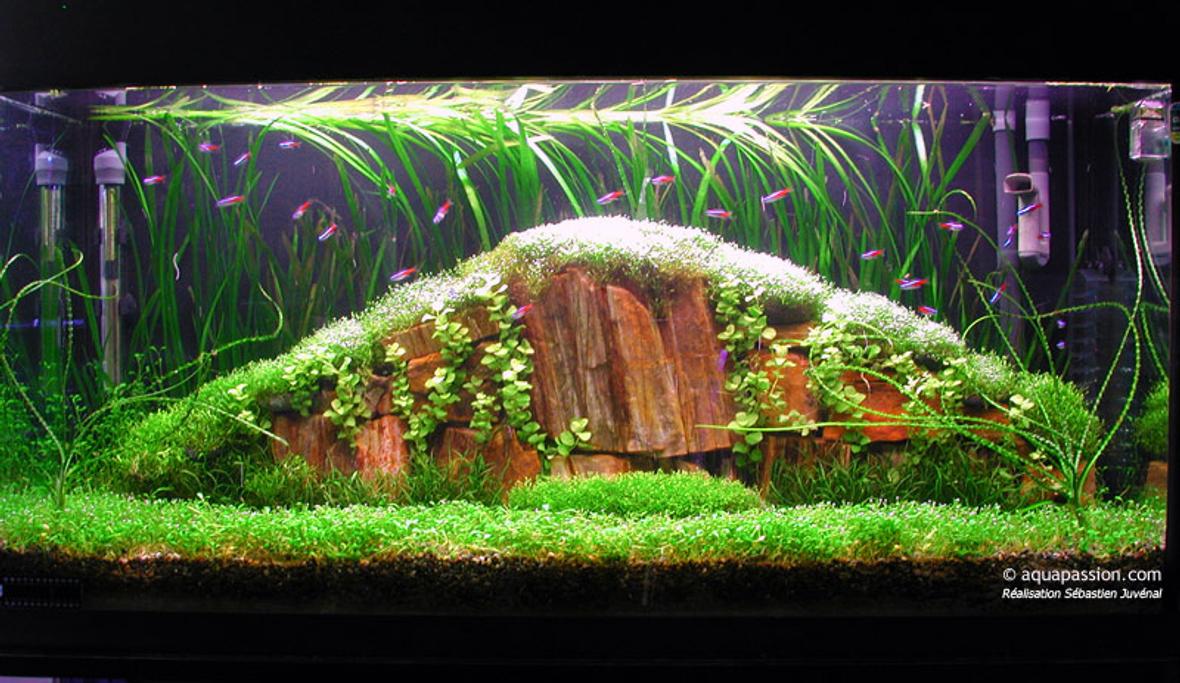 planted tank (mostly live plants and fish) - Tank 35 gall 36X12X18 Light 4X30W Fluval 204 2XCO2 nutrafin Special project for an amano style tank. . A great challenge. Glossostigma, riccia fluitans, vallisneria spiralis, Lysicmachia aurea, lileaopsis novaezelandiae, Crinum calamistratum Neon tetra, amano shrimp