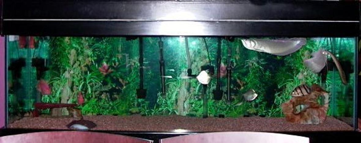 125 gallons freshwater fish tank (mostly fish and non-living decorations) - 125 gallon