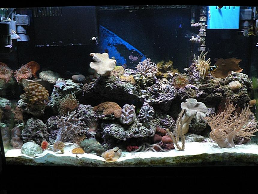 Rated #74: 110 Gallons Reef Tank - reef tank