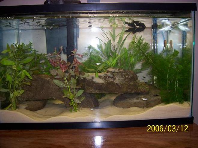 10 gallons planted tank (mostly live plants and fish) - my little 10 gallon