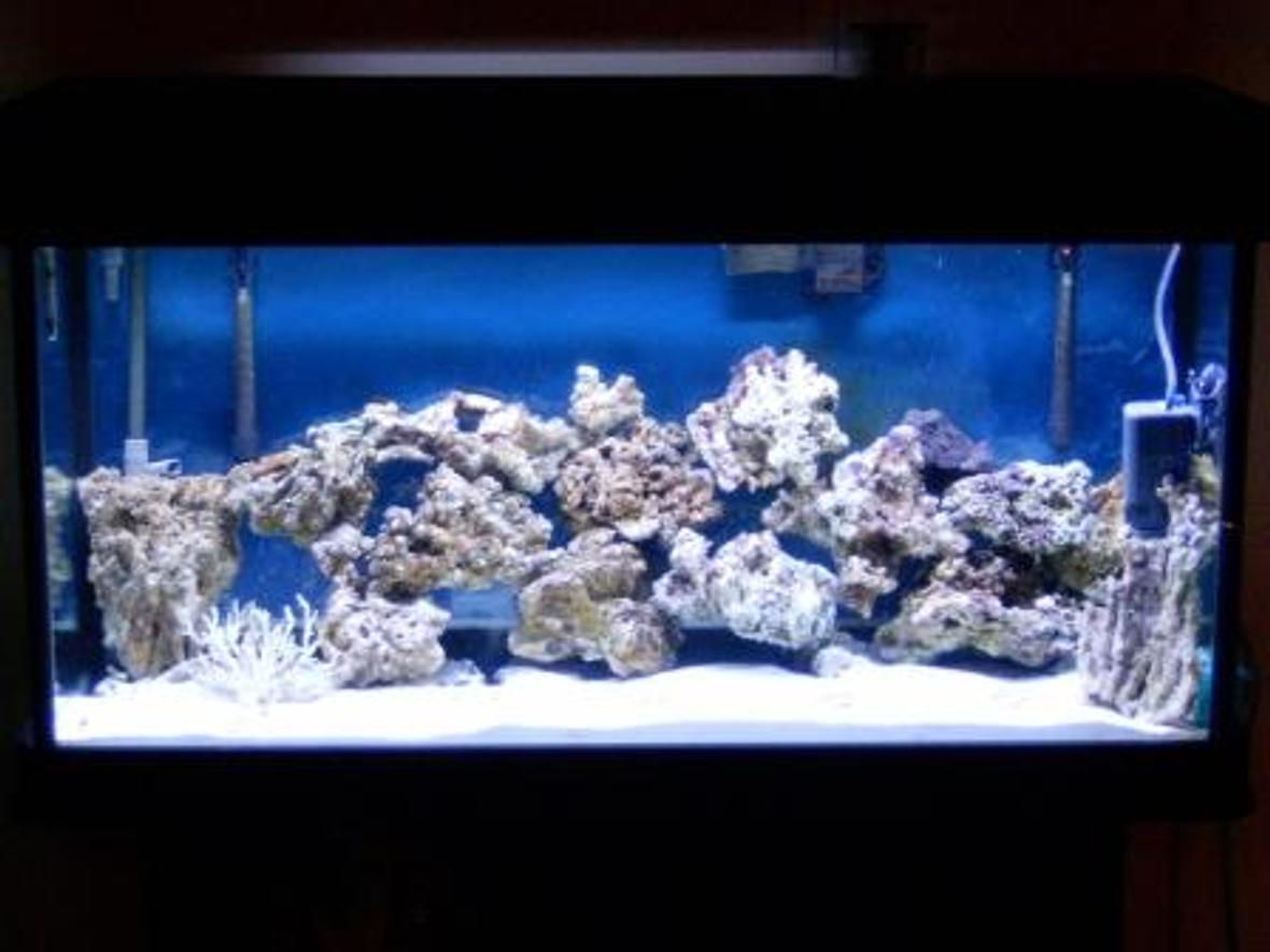 77 gallons saltwater fish tank (mostly fish, little/no live coral) - Full Tank Shot