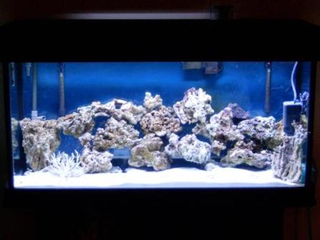 77 gallons saltwater fish tank (mostly fish, little/no live coral) - Full Tank Shot