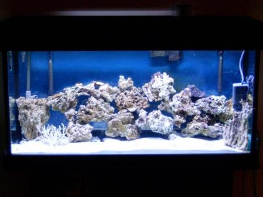 Rated #29: 77 Gallons Saltwater Fish Tank - Full Tank Shot