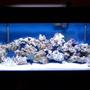 77 gallons saltwater fish tank (mostly fish, little/no live coral) - Full Tank Shot
