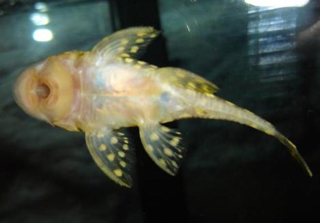 freshwater fish - baryancistrus sp. - gold nugget pleco (l-18) stocking in 72 gallons tank - gold nugget pleco