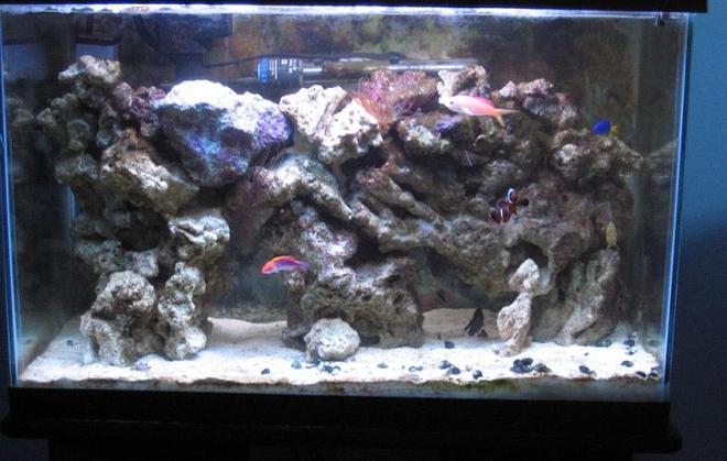 29 gallons reef tank (mostly live coral and fish) - 29 gallon marine tank. 45lbs lr, 45lbs ls, cleaner shrimp, peppermint shrimp, 40 snails, maroon clown, stripped dottyback, disbar anthias, lubbocks wrasse, pj cardinal, and azure damsel.
