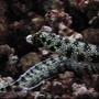 saltwater fish - echidna nebulosa - snowflake eel stocking in 29 gallons tank - 2.5', 3 year old snowflake moray eel. "man eater". lived alone in a 77 gallon.