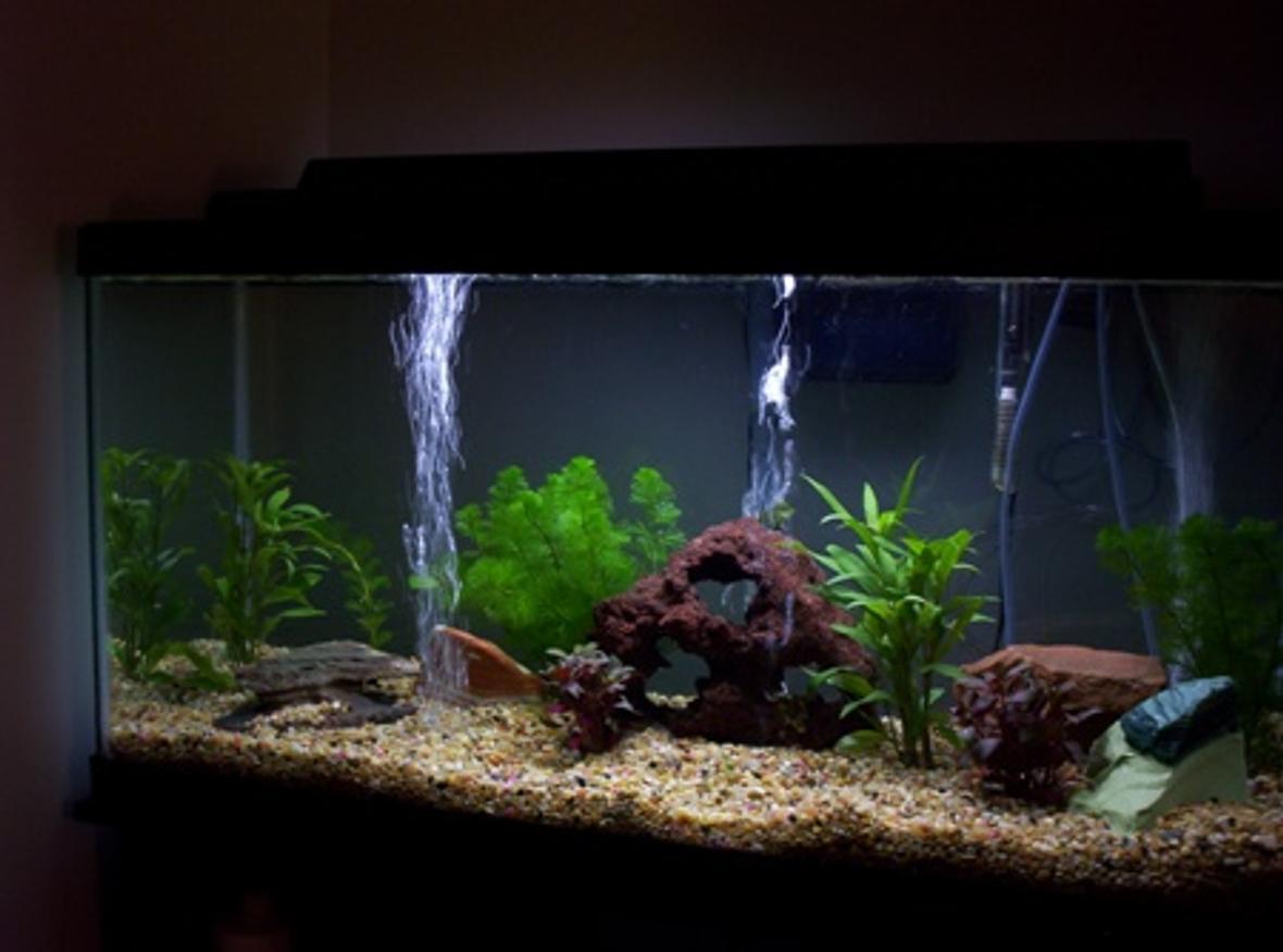 35 gallons planted tank (mostly live plants and fish) - new tanks waiting on fish