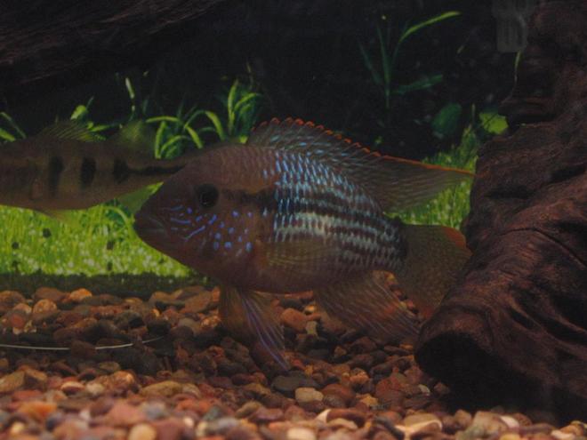 freshwater fish - aequidens rivulatus - green terror stocking in 125 gallons tank - green terror juvie