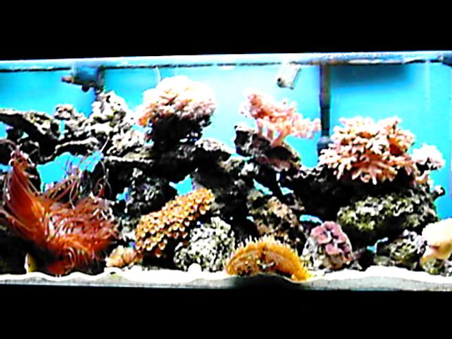 65 gallons reef tank (mostly live coral and fish) - almost full view of my 65 gallon but poor resilution