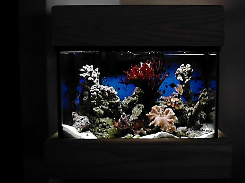 Rated #117: 65 Gallons Reef Tank - my cute little 5 gallon. only a jebo skimmer with 10 watt jebo light. soon to go upto 20 watts. life includes two clowns (gold banded and red marron ) one hermit crab. red bamboo coral a little cabbage a beautiful colony of polops feather duster, and of course a pink anemonie for my clowns. no heater. i find that it is easier to keep a 5 gallon crisp than anything else. the water is never tested one 8 ounce glass change daily. the water is so clear it looks like the fish float in space.