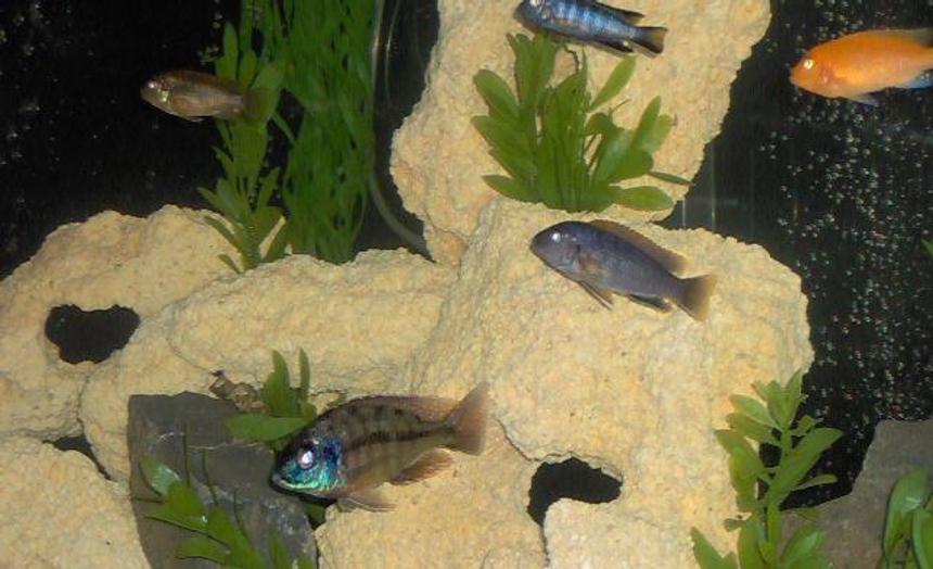 Rated #97: Freshwater Fish - Nimbochromis Venustus - Venustus Cichlid Stocking In 55 Gallons Tank - Cichlids