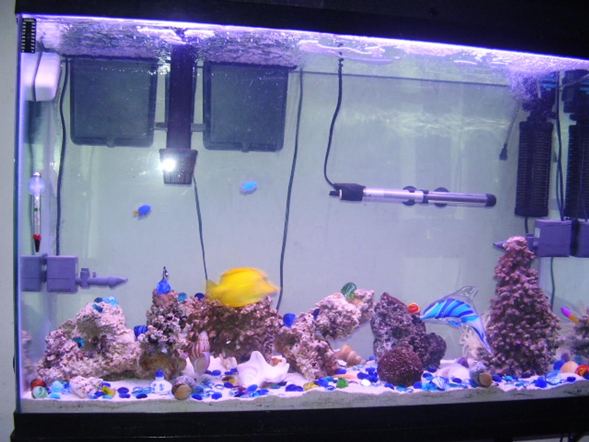 45 gallons saltwater fish tank (mostly fish, little/no live coral) - 45 Gallon Salt Water Fish Tank. Started on January 27th, 2006. This picture was taken on February 15th,, 2006. There are 2 3-Stripe Damsels, 2 Domino Damsels, 2 Yellow- Tail & 2 Yellow-Bellied Damsels, Blue Damsel, Royal Gramma Basselet, & Yellow Tang, anenome, crabs, shrimp, snail, starfish, & about 25/30 lbs. of live rock.
