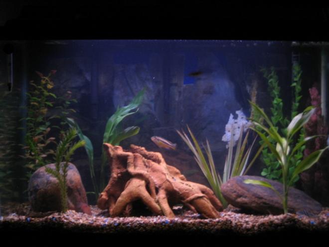 30 gallons freshwater fish tank (mostly fish and non-living decorations) - This is my new setup to me its more of a african lake type setup. Looks cool.