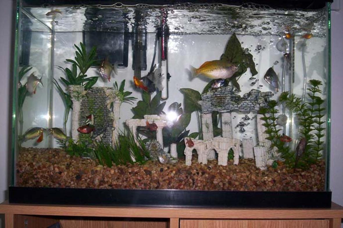 20 gallons freshwater fish tank (mostly fish and non-living decorations) - 20 Gallon Tank with Greek Theme