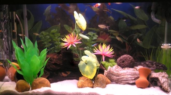 15 gallons freshwater fish tank (mostly fish and non-living decorations) - freshwater tank