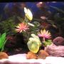 15 gallons freshwater fish tank (mostly fish and non-living decorations) - freshwater tank