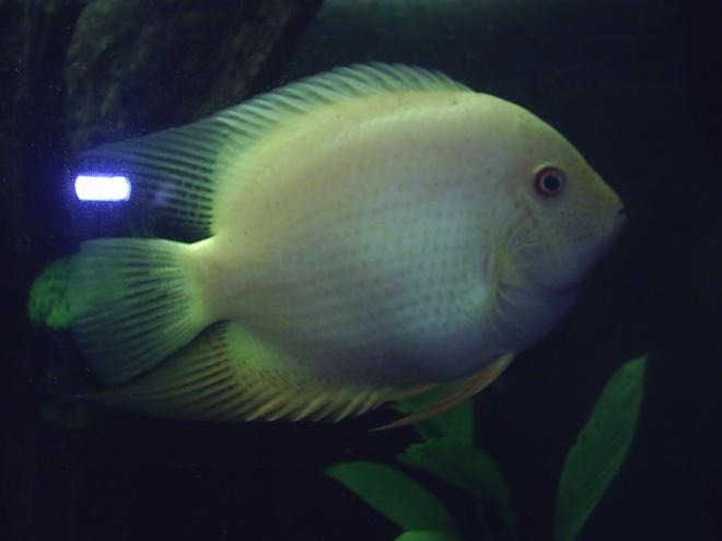freshwater fish - heros serverus - gold severum stocking in 60 gallons tank - gold severum large