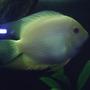 freshwater fish - heros serverus - gold severum stocking in 60 gallons tank - gold severum large