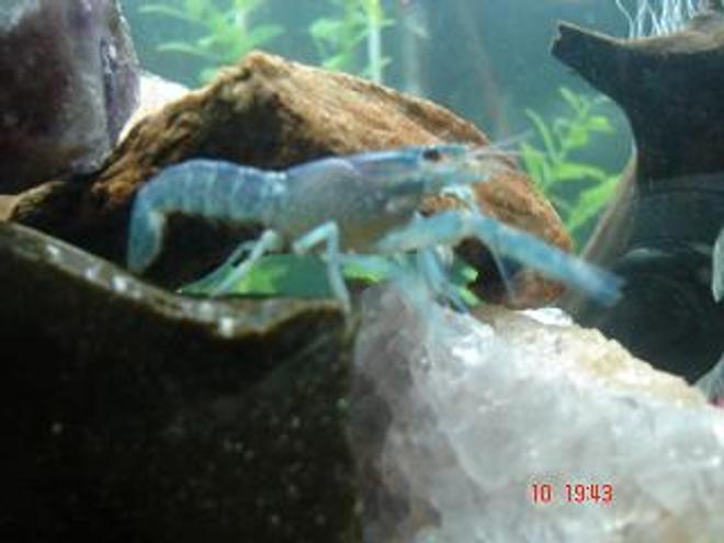 corals inverts - procambarus sp. - hammers cobalt blue lobster stocking in 30 gallons tank - My Eletric Blue Crayfish