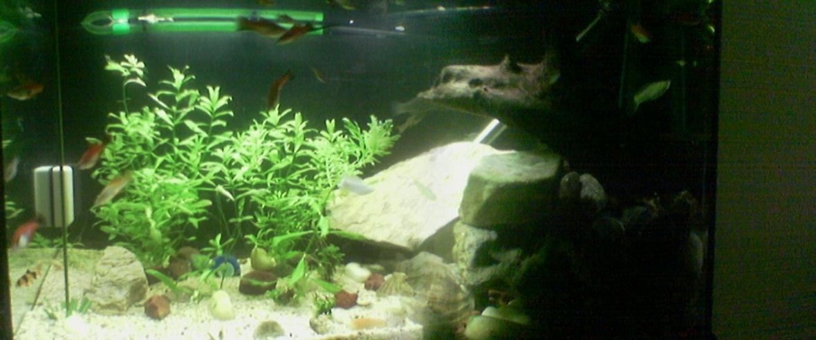 50 gallons freshwater fish tank (mostly fish and non-living decorations) - my aquarium