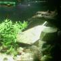 50 gallons freshwater fish tank (mostly fish and non-living decorations) - my aquarium