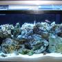 55 gallons reef tank (mostly live coral and fish) - 55 gallon saltwater with coral and fish.