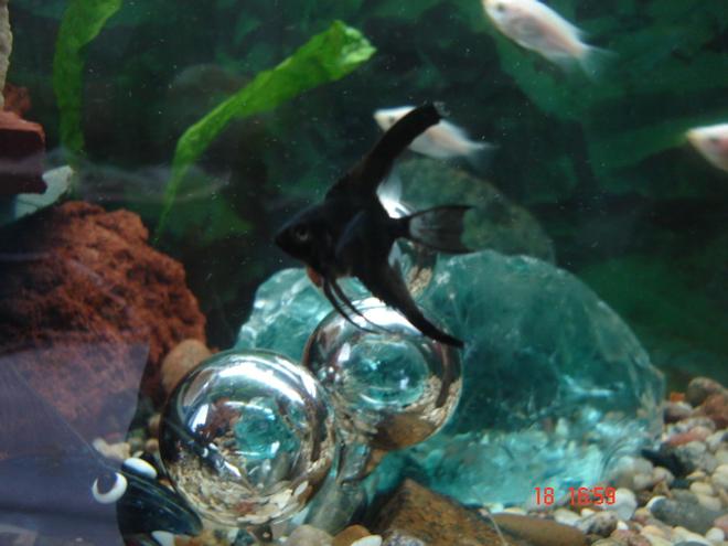 freshwater fish - pterophyllum scalare - angelfish stocking in 30 gallons tank - my baby angelfish with the Kissing Gouramis in the background.