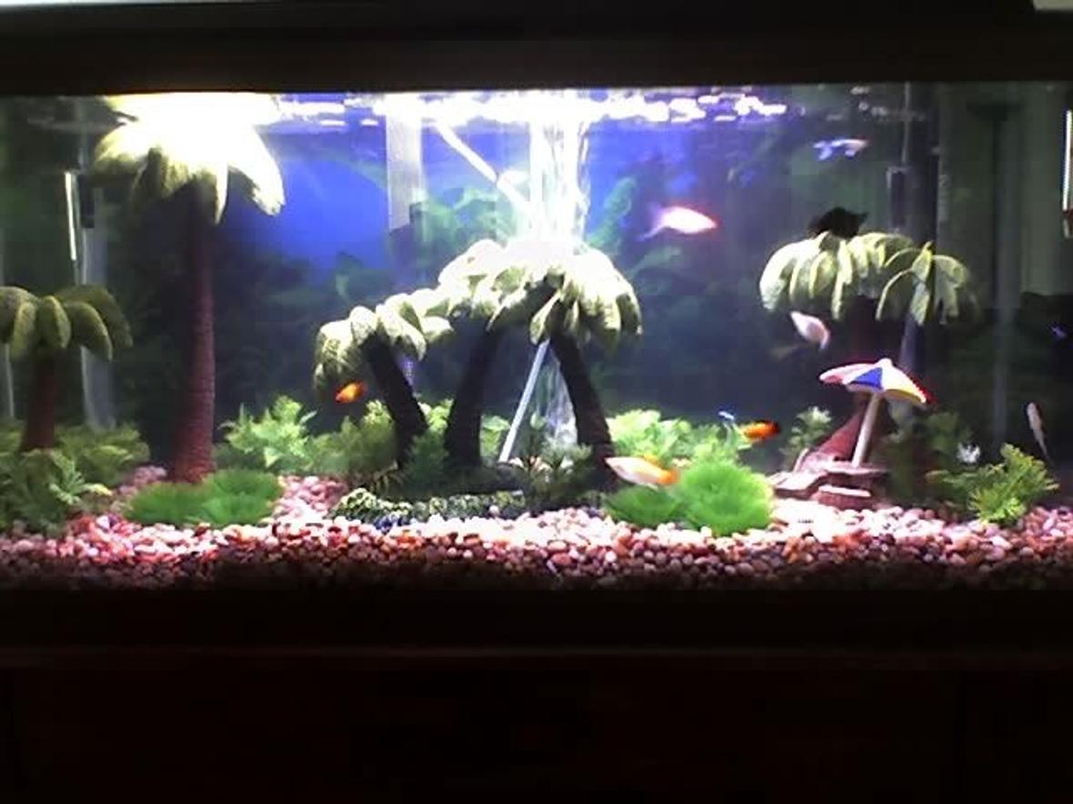 30 gallons freshwater fish tank (mostly fish and non-living decorations) - tropical/beach theme. fish (red-wag platy,cremecicle lyretail molly, fancy guppy, balloon belly molly,neon tetras, algae eaters)