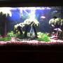 30 gallons freshwater fish tank (mostly fish and non-living decorations) - tropical/beach theme. fish (red-wag platy,cremecicle lyretail molly, fancy guppy, balloon belly molly,neon tetras, algae eaters)